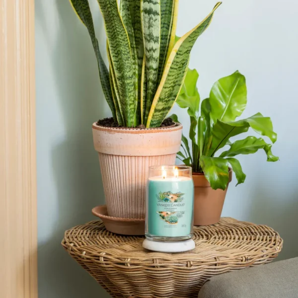 Aloe and Agave - Image 2